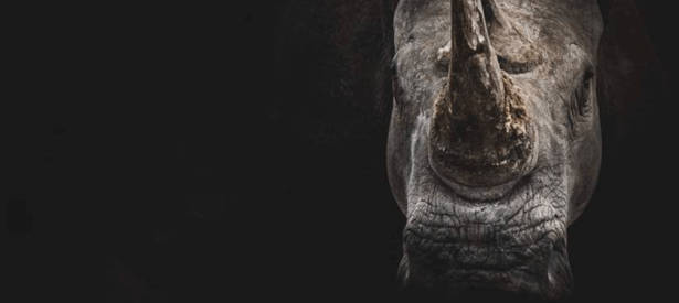 savetherhino-header