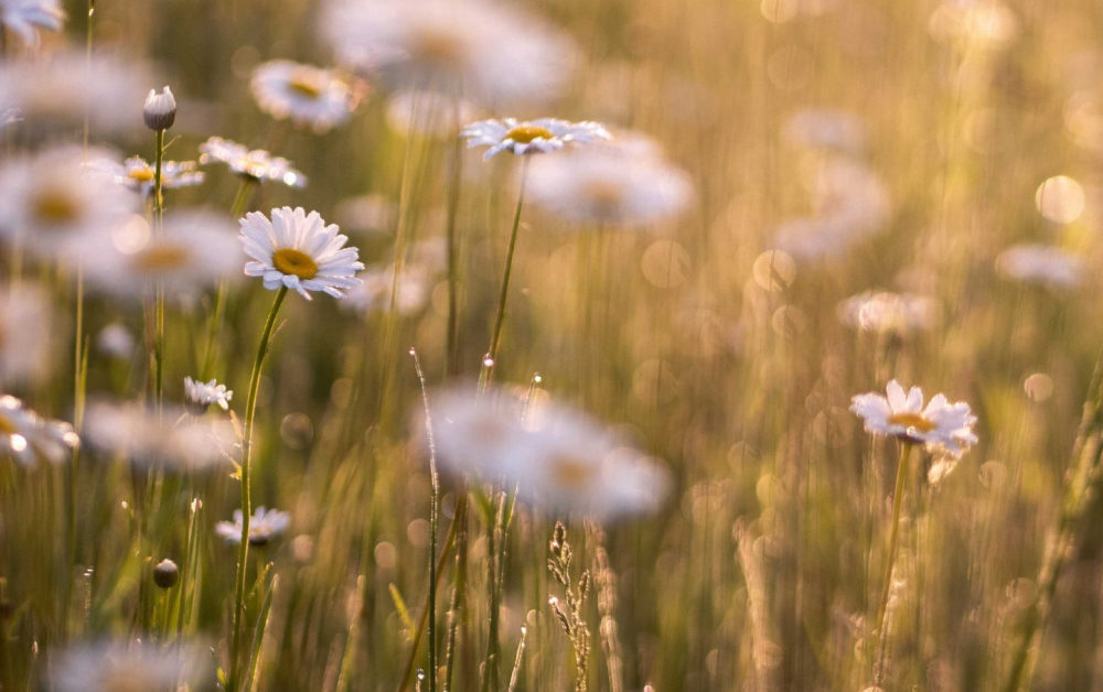 daisy-in-field