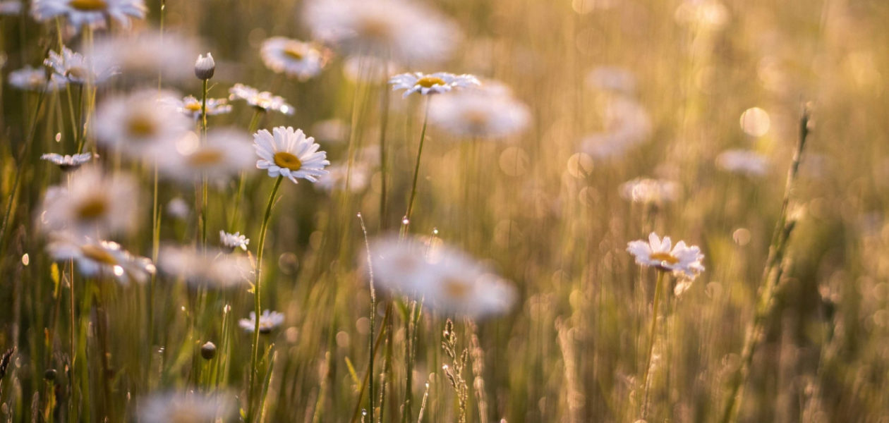 daisy-in-field